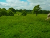 fields around Knepp Castle